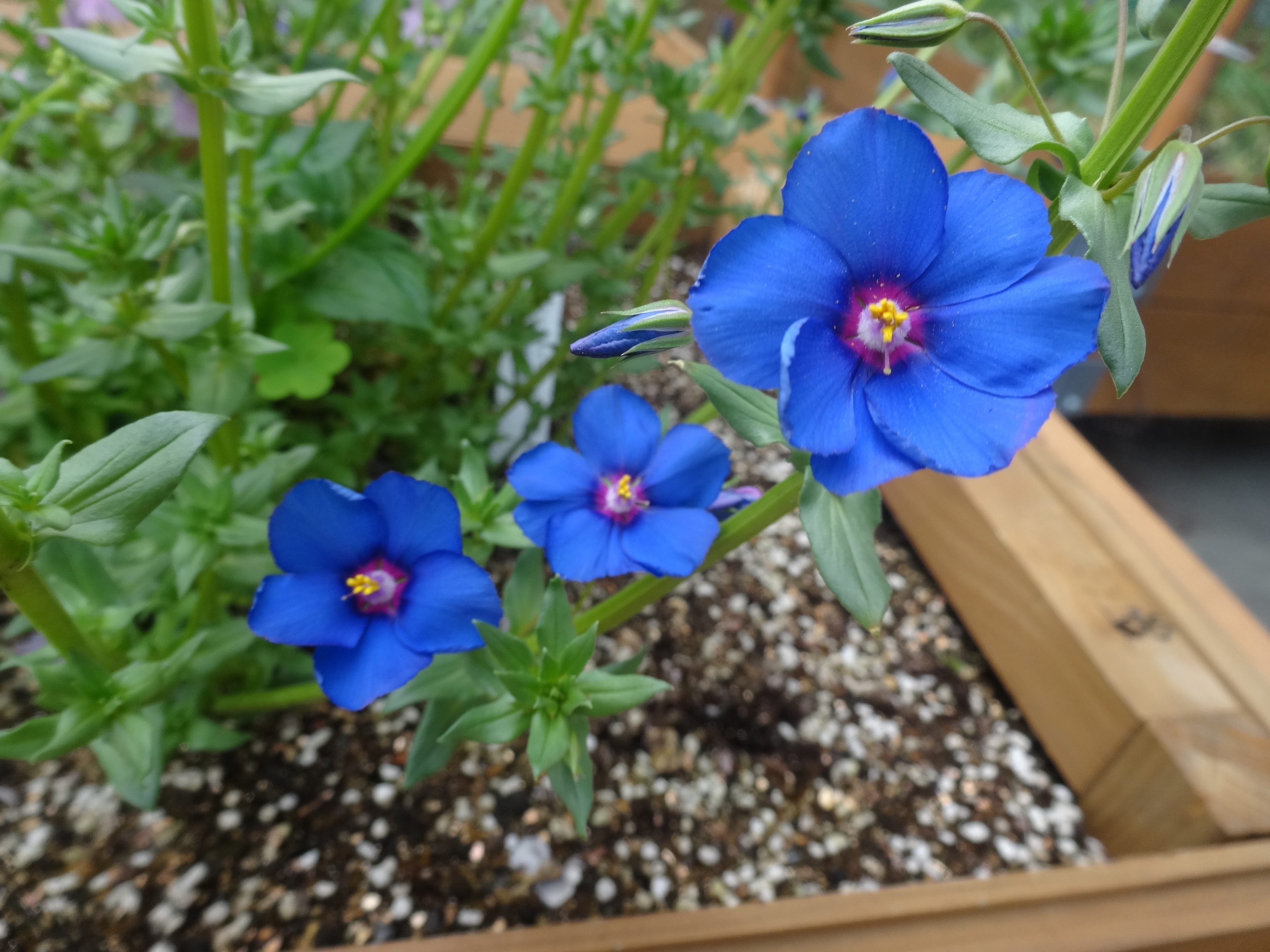 幸せの青い花 どこでもファーム スタッフブログ